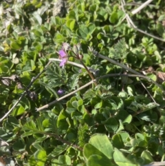 Erodium cicutarium at Yarralumla, ACT - 4 Sep 2022 09:38 AM