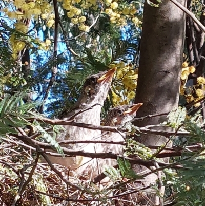 Anthochaera carunculata (Red Wattlebird) at Wirlinga, NSW - 3 Sep 2022 by RobCook