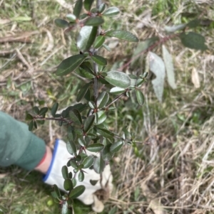 Pyracantha fortuneana at Yarralumla, ACT - 4 Sep 2022