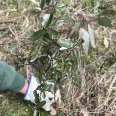 Pyracantha fortuneana (Firethorn) at Aranda Bushland - 4 Sep 2022 by lbradley