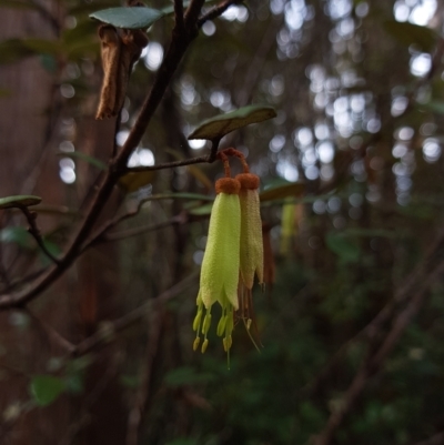 Correa lawrenceana var. lawrenceana (Mountain Correa) at Wellington Park, TAS - 29 Aug 2022 by Detritivore