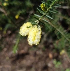 Acacia verticillata subsp. ovoidea (Prickly Moses) at Dynnyrne, TAS - 16 Aug 2022 by Detritivore