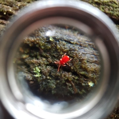 Unidentified Mite and Tick (Acarina) at Wellington Park, TAS - 29 Aug 2022 by Detritivore