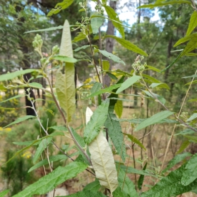 Olearia lirata (Snowy Daisybush) at Isaacs, ACT - 4 Sep 2022 by Mike