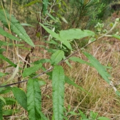 Olearia lirata at Isaacs, ACT - 4 Sep 2022 11:33 AM