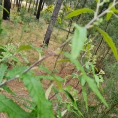 Olearia lirata at Isaacs, ACT - 4 Sep 2022