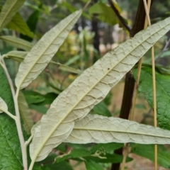 Olearia lirata at Isaacs, ACT - 4 Sep 2022