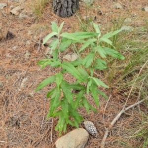 Olearia lirata at Isaacs, ACT - 4 Sep 2022 11:40 AM