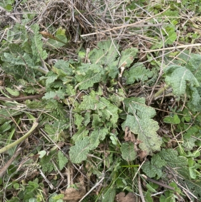 Salvia verbenaca var. verbenaca (Wild Sage) at Molonglo Valley, ACT - 4 Sep 2022 by lbradley