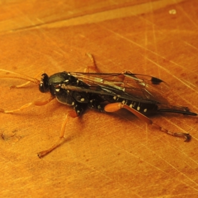 Echthromorpha intricatoria (Cream-spotted Ichneumon) at Pollinator-friendly garden Conder - 23 Jul 2022 by michaelb