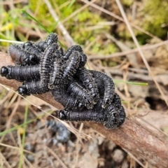 Perga sp. (genus) (Sawfly or Spitfire) at Isaacs Ridge - 4 Sep 2022 by Mike