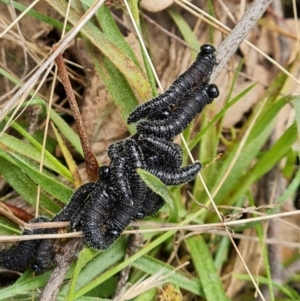 Perga sp. (genus) at Isaacs, ACT - 4 Sep 2022 12:04 PM