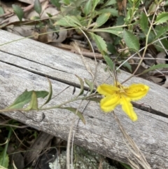 Goodenia hederacea (Ivy Goodenia) at Molonglo Valley, ACT - 4 Sep 2022 by Jenny54