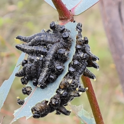 Perga sp. (genus) (Sawfly or Spitfire) at Isaacs, ACT - 4 Sep 2022 by Mike