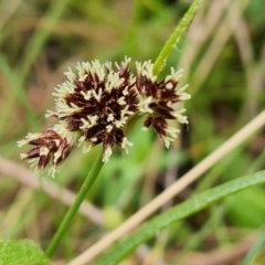 Luzula densiflora at Isaacs, ACT - 4 Sep 2022