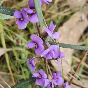 Hovea heterophylla at Isaacs, ACT - 4 Sep 2022