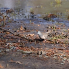 Geopelia placida (Peaceful Dove) at Menindee, NSW - 23 Aug 2022 by MB