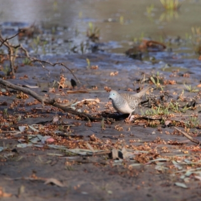 Geopelia placida (Peaceful Dove) at Menindee, NSW - 24 Aug 2022 by MB