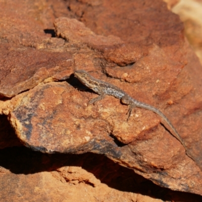 Ctenophorus mirrityana (Barrier Range Dragon) at Mutawintji, NSW - 21 Aug 2022 by MB