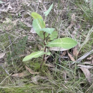 Sonchus oleraceus at Yarralumla, ACT - 4 Sep 2022 12:58 PM