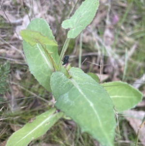 Sonchus oleraceus at Yarralumla, ACT - 4 Sep 2022 12:58 PM