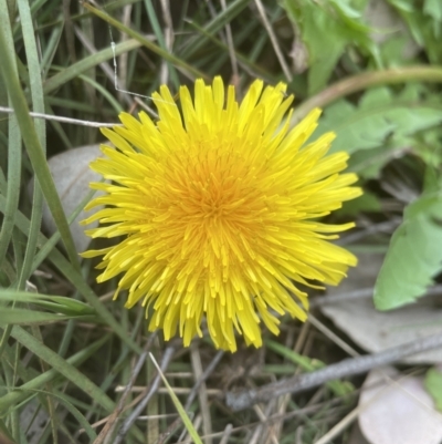 Taraxacum sp. (Dandelion) at Aranda Bushland - 4 Sep 2022 by lbradley