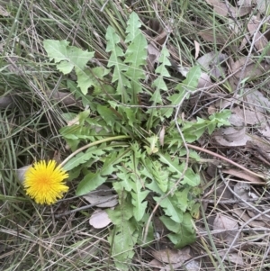 Taraxacum sp. at Aranda, ACT - 4 Sep 2022