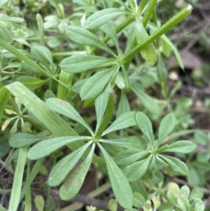 Galium aparine at Aranda, ACT - 4 Sep 2022 01:07 PM