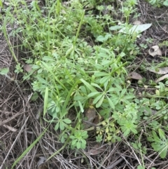 Galium aparine at Aranda, ACT - 4 Sep 2022 01:07 PM