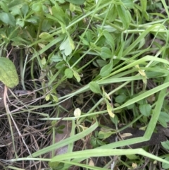 Galium aparine at Aranda, ACT - 4 Sep 2022 01:07 PM