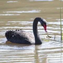 Cygnus atratus at Belconnen, ACT - 3 Sep 2022