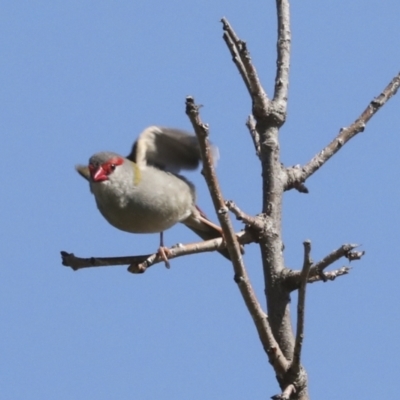 Neochmia temporalis (Red-browed Finch) at Belconnen, ACT - 3 Sep 2022 by AlisonMilton
