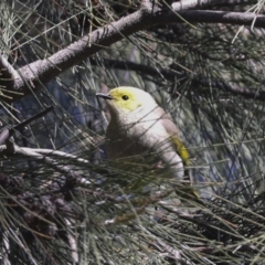 Ptilotula penicillata (White-plumed Honeyeater) at Belconnen, ACT - 3 Sep 2022 by AlisonMilton