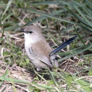 Malurus cyaneus at Belconnen, ACT - 3 Sep 2022 01:20 PM