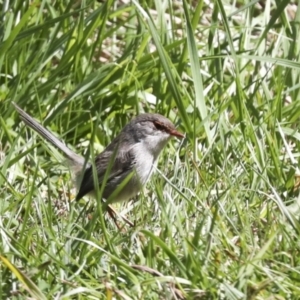 Malurus cyaneus at Belconnen, ACT - 3 Sep 2022 01:20 PM