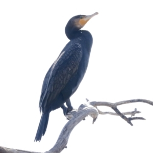 Phalacrocorax carbo at Belconnen, ACT - 3 Sep 2022