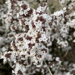 Leucopogon attenuatus at Conder, ACT - 4 Sep 2022