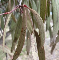 Muellerina eucalyptoides (Creeping Mistletoe) at Conder, ACT - 4 Sep 2022 by Mavis