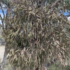 Muellerina eucalyptoides at Conder, ACT - 4 Sep 2022