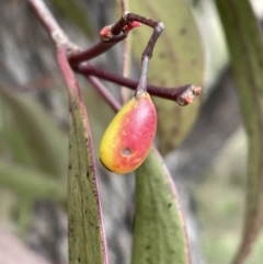 Muellerina eucalyptoides at Conder, ACT - 4 Sep 2022