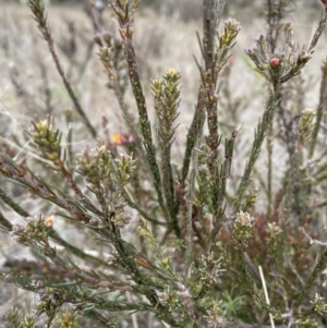 Dillwynia sericea at Conder, ACT - 4 Sep 2022 01:06 PM