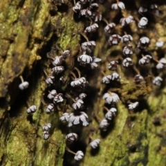 Physarum sp. (genus) (A slime mould) at Paddys River, ACT - 31 Aug 2022 by TimL