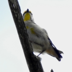 Pardalotus striatus (Striated Pardalote) at Werai, NSW - 31 Aug 2022 by GlossyGal