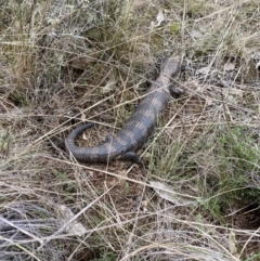 Tiliqua scincoides scincoides (Eastern Blue-tongue) at Throsby, ACT - 4 Sep 2022 by teeniiee