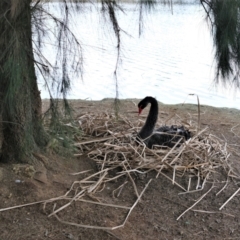 Cygnus atratus (Black Swan) at Yerrabi Pond - 4 Sep 2022 by TrishGungahlin