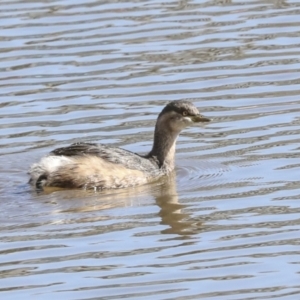 Tachybaptus novaehollandiae at Belconnen, ACT - 3 Sep 2022