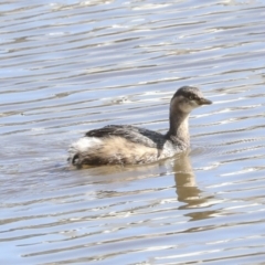 Tachybaptus novaehollandiae at Belconnen, ACT - 3 Sep 2022