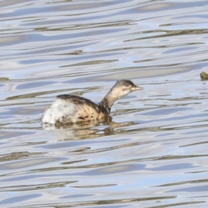 Tachybaptus novaehollandiae at Belconnen, ACT - 3 Sep 2022