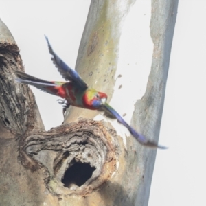 Platycercus elegans at Belconnen, ACT - 3 Sep 2022