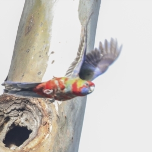 Platycercus elegans at Belconnen, ACT - 3 Sep 2022